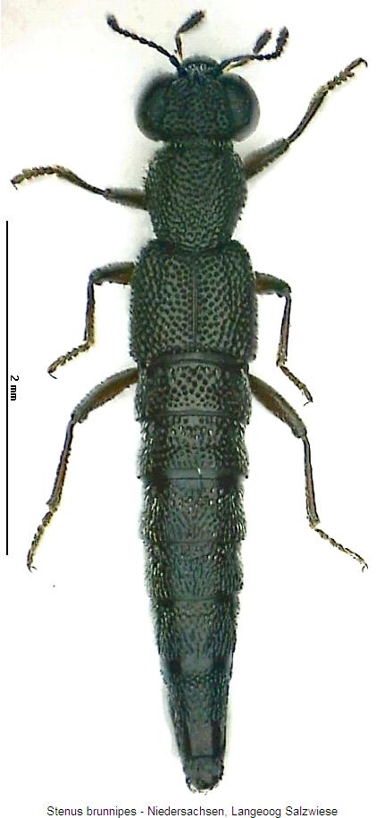 stenus_brunnipes_hab.jpg