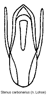 stenus_carbonarius.gif