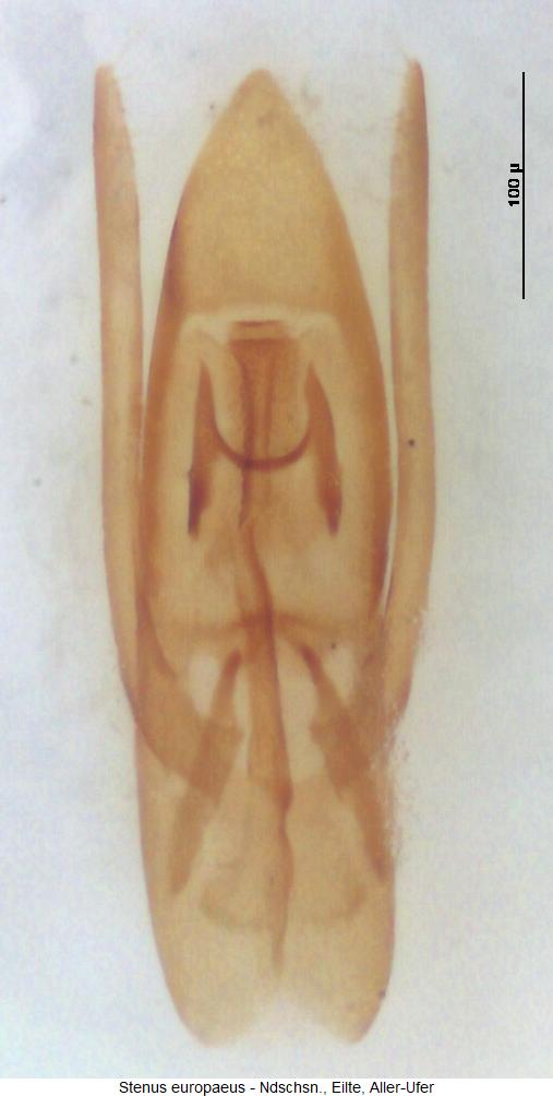 stenus_europaeus.jpg