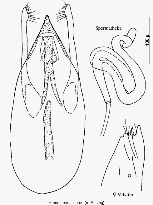 stenus_exspoliatus.gif