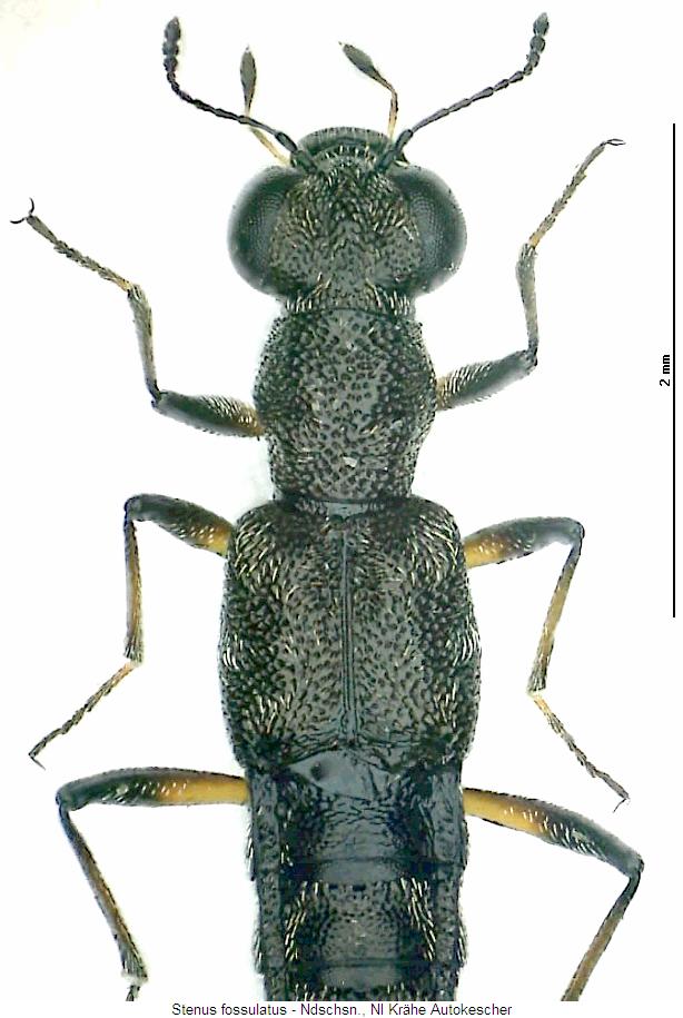 stenus_fossulatus_vk.jpg