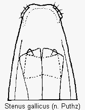stenus_gallicus.gif