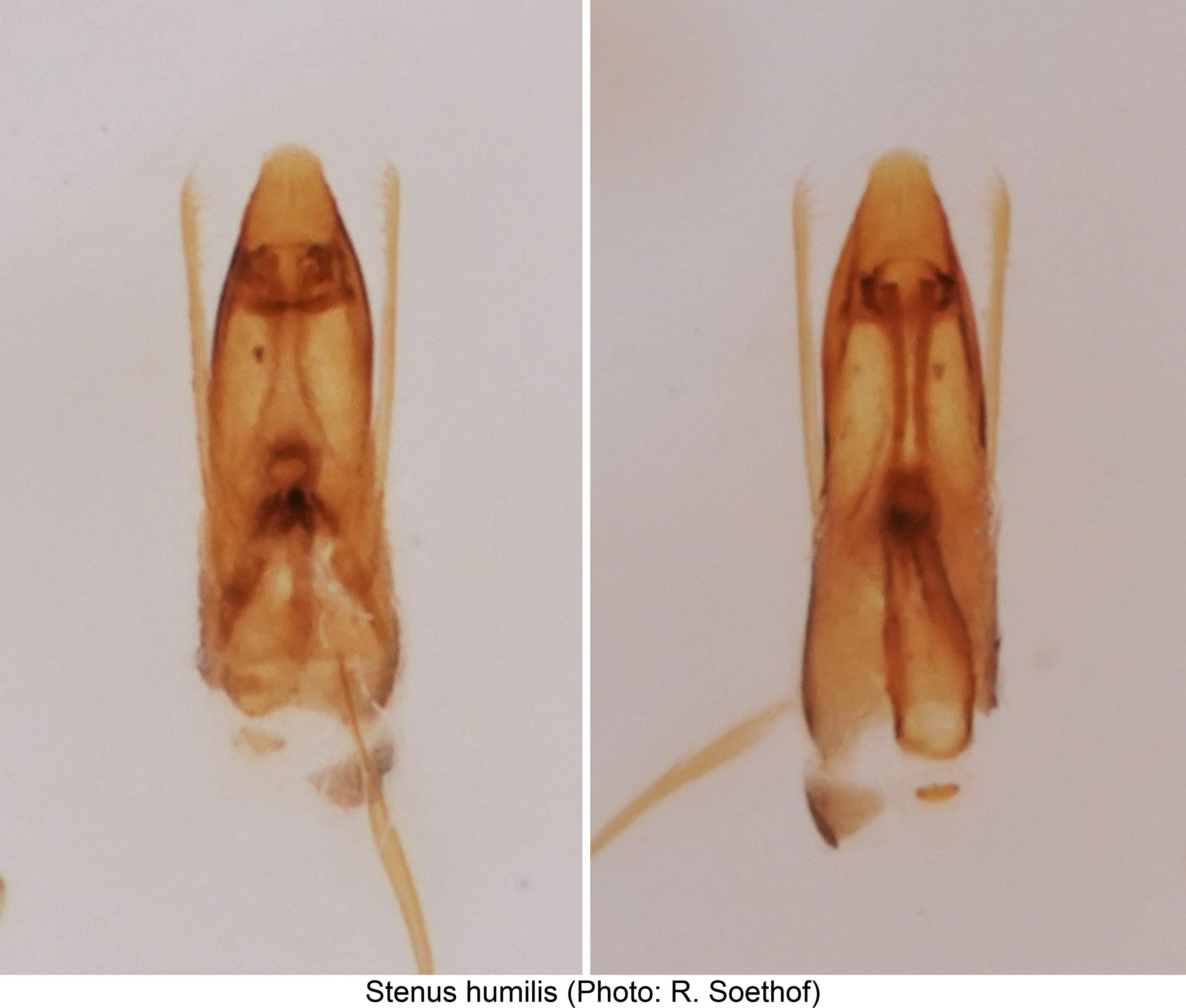 stenus_humilis.jpg