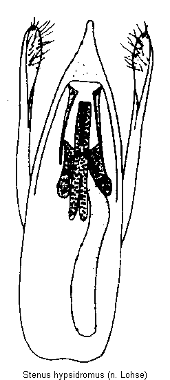 stenus_hypsidromus.gif