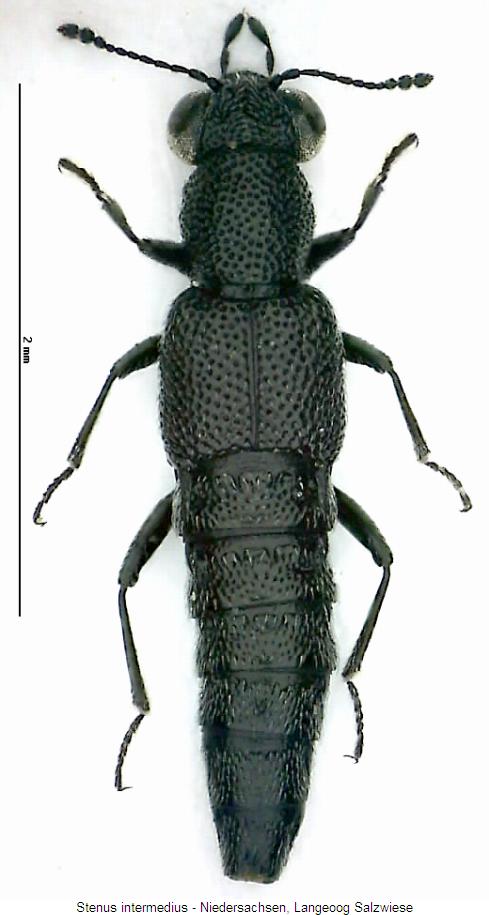 stenus_intermedius_hab.jpg