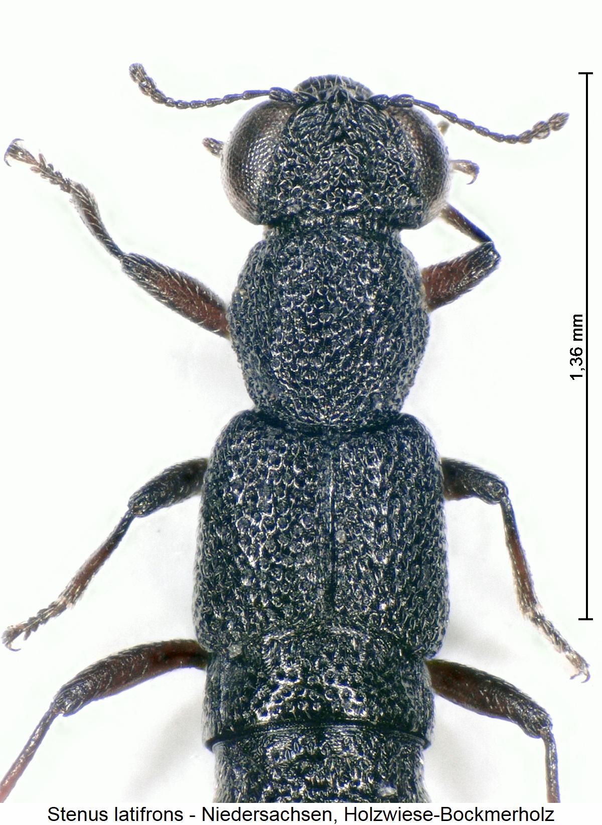 stenus_latifrons_vk.jpg