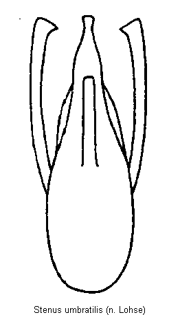 stenus_umbratilis.gif