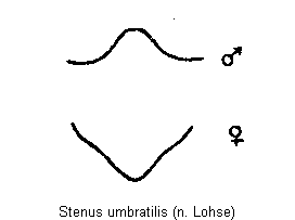 stenus_umbratilis_ster.gif
