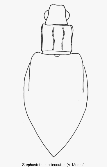 stephostethus_attenuatus_hab.gif