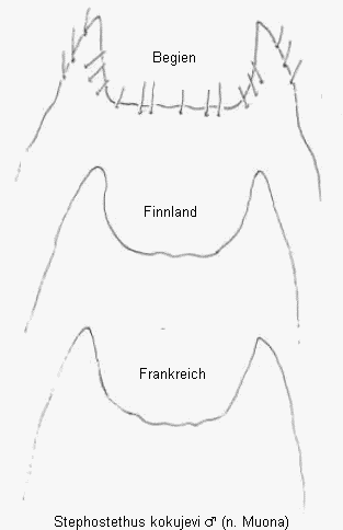 stephostethus_kokujevi_ter.gif