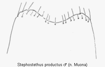 stephostethus_productus_ter.gif