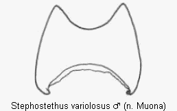stephostethus_variolosus_ter.gif