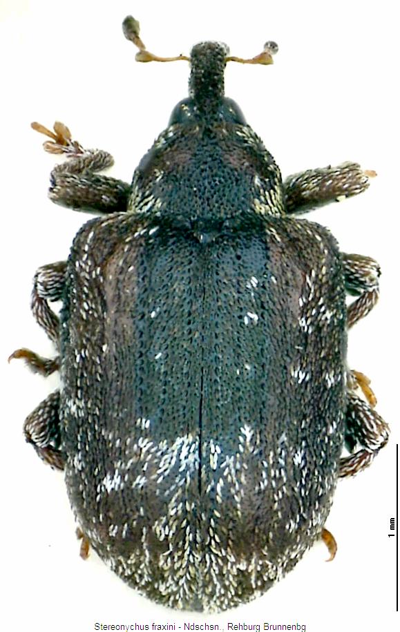 stereonychus_fraxini2_hab.jpg