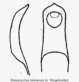 stereonychus_telonensis.gif