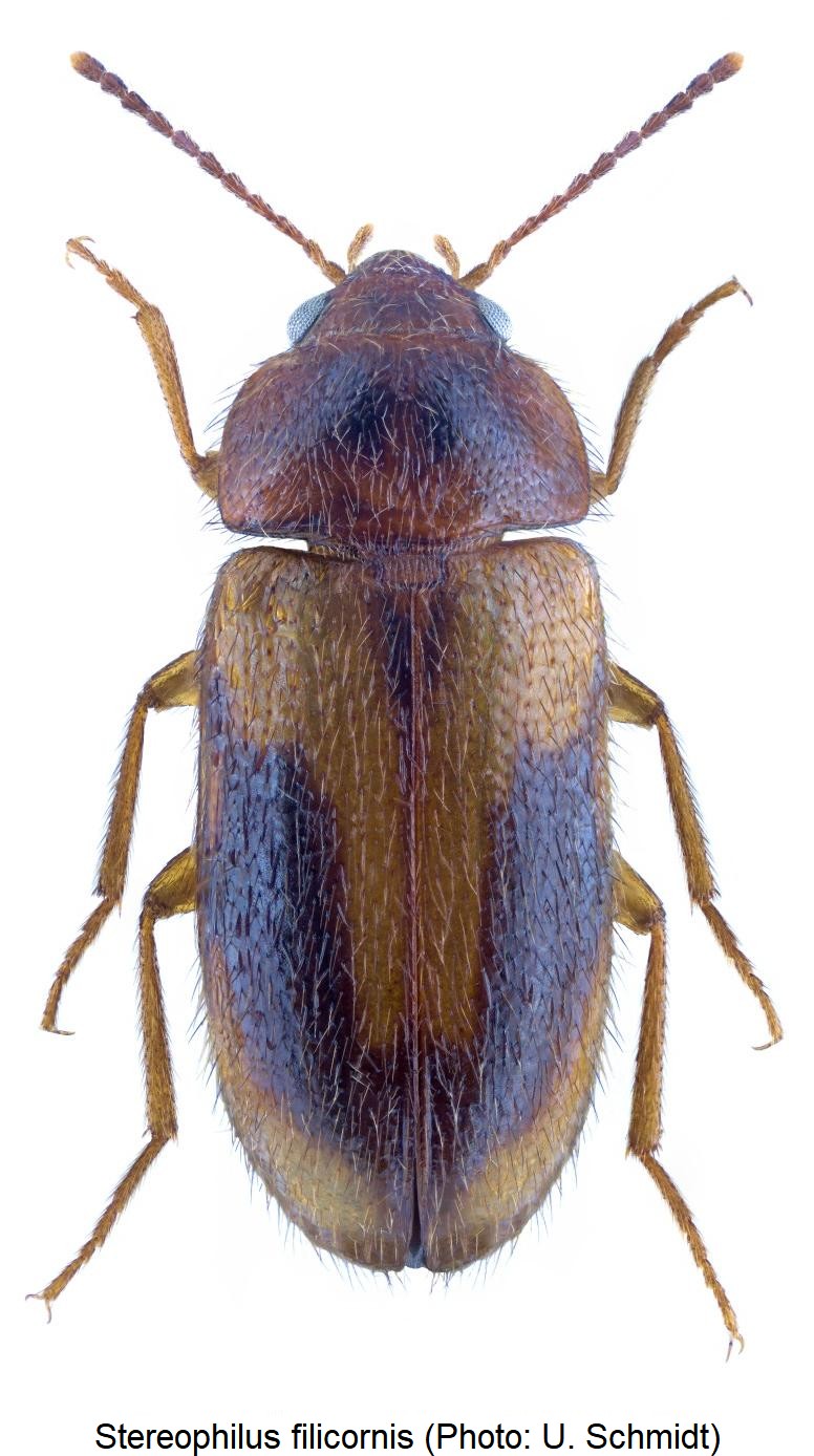 stereophilus_filicornis_hab.jpg