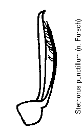 stethorus_punctillum.gif