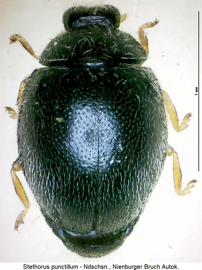 stethorus_punctillum_hab.jpg