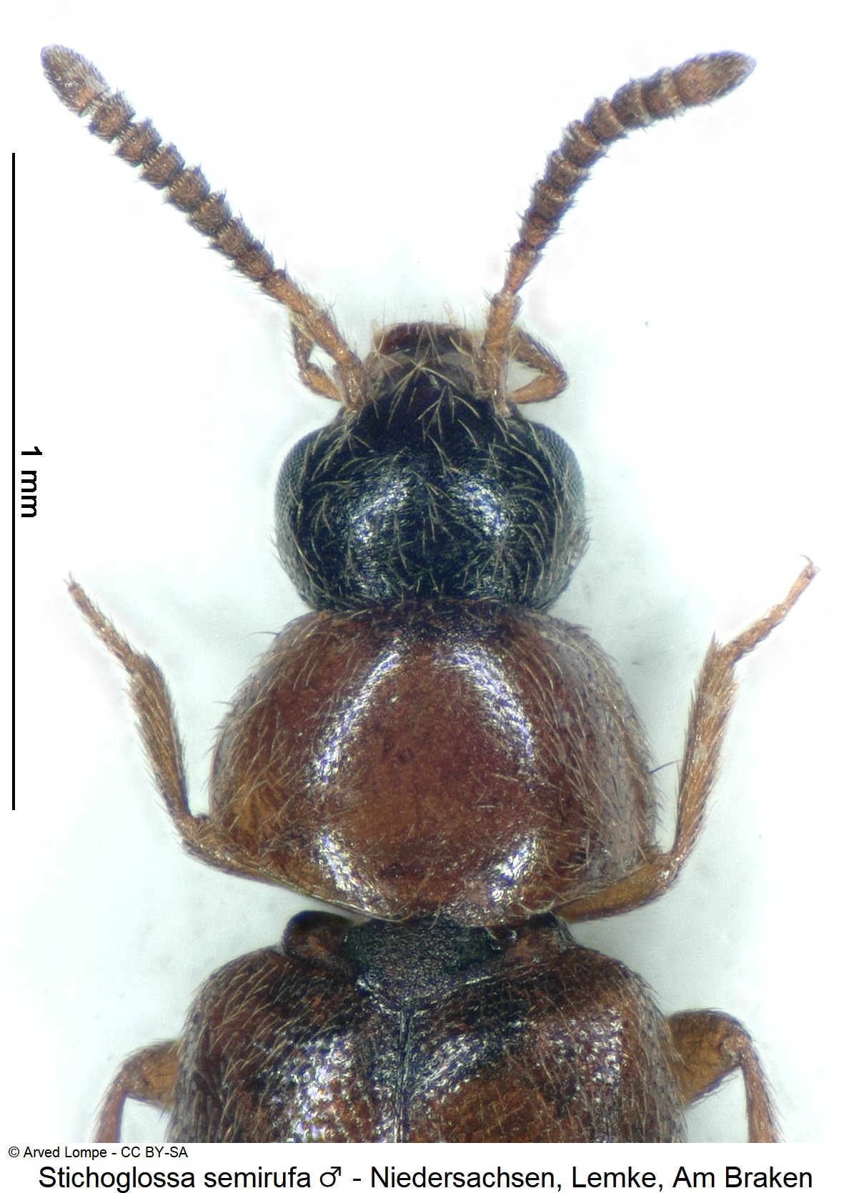 stichoglossa_semirufa_m_ck37086242_vk.jpg