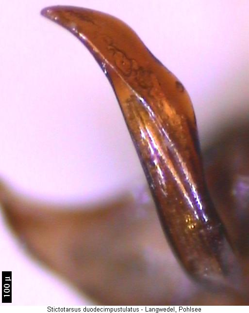 stictotarsus_duodecimpustulatus.jpg