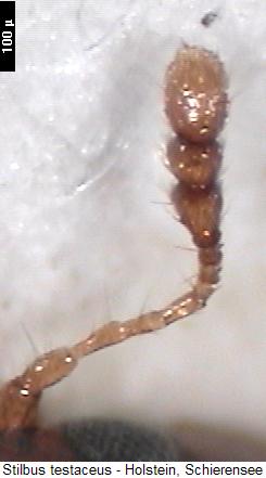 stilbus_testaceus_f.jpg