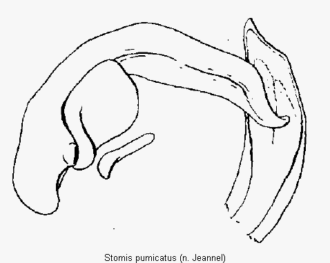 stomis_pumicatus.gif