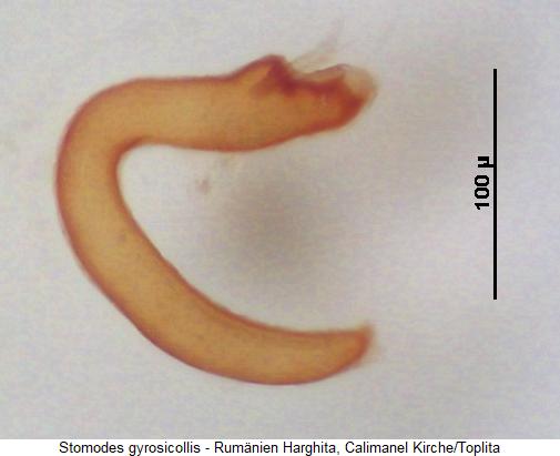 stomodes_gyrosicollis_sperm.jpg