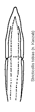 stricticollis_tobias.gif