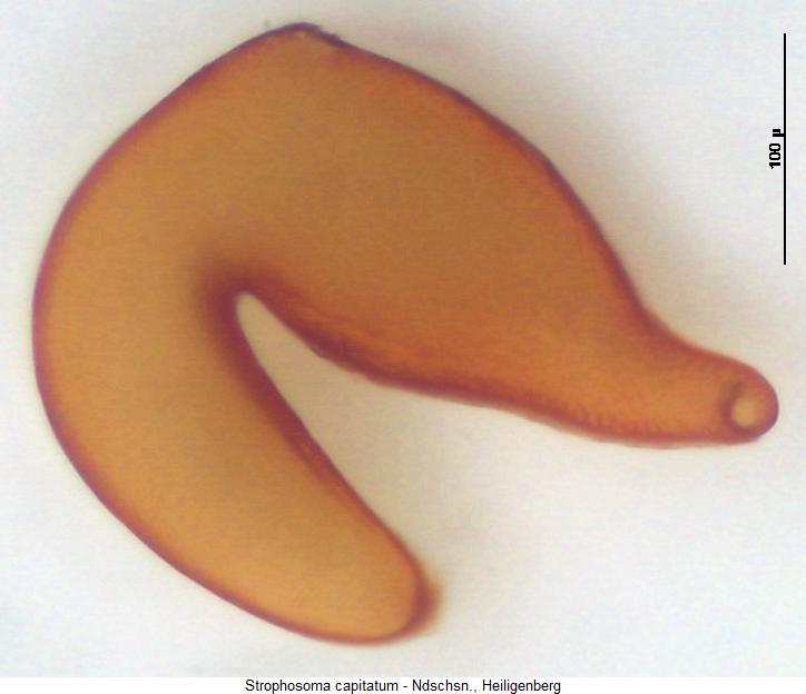 strophosoma_capitatum_sperm.jpg