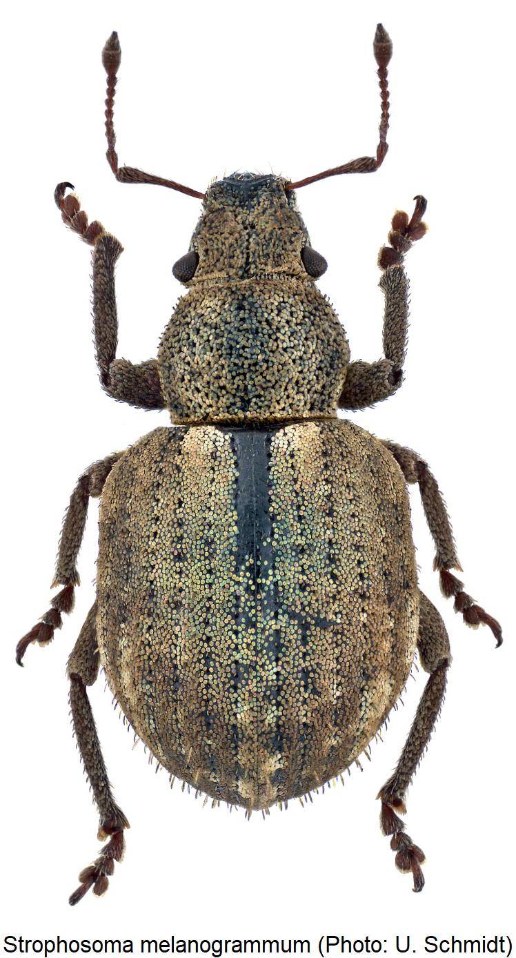 strophosoma_melanogrammum_hab.jpg