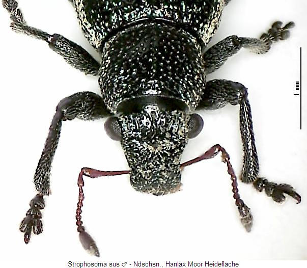 strophosoma_sus_vk.jpg