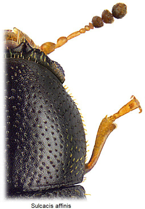 sulcacis_affinis_fhl_rbn.jpg