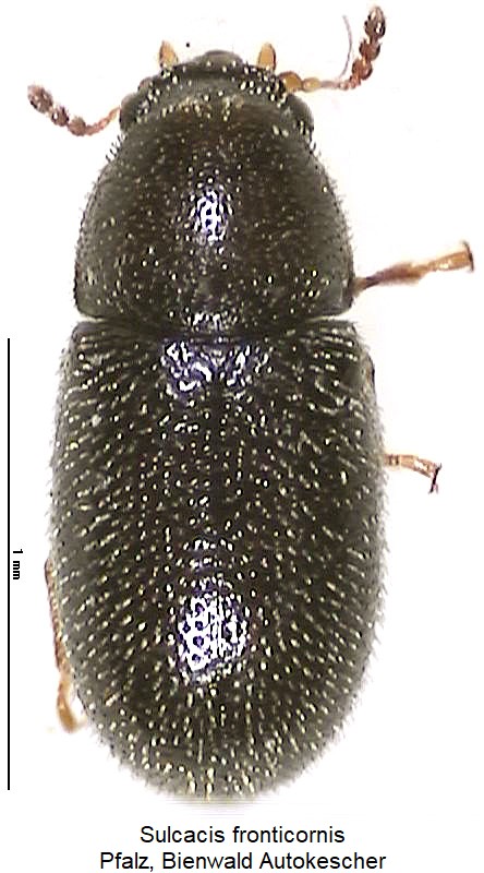sulcacis_affinis_hab.jpg