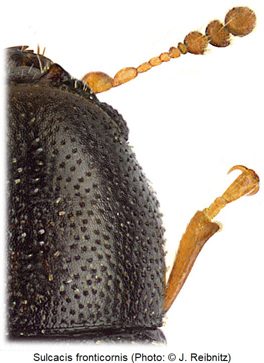 sulcacis_fronticornis_fhl_rbn.jpg
