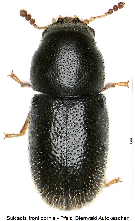 sulcacis_fronticornis_hab-20220302.jpg