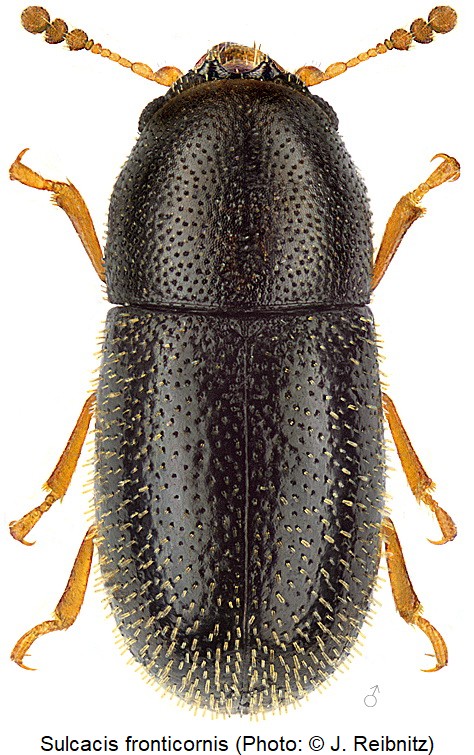 sulcacis_fronticornis_hab_rbn.jpg
