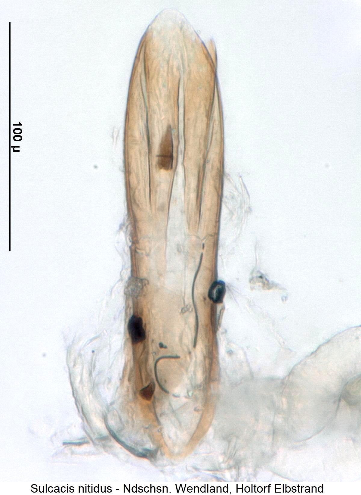sulcacis_nitidus.jpg