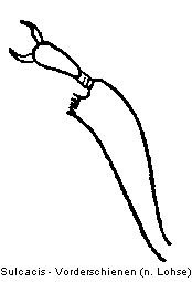 sulcacis_vschn.gif