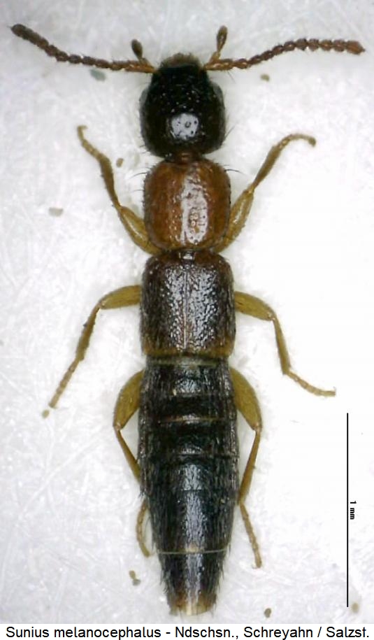 sunius_melanocephalus_hab.jpg