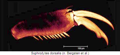 suphrodytes_dorsalis_kl.jpg