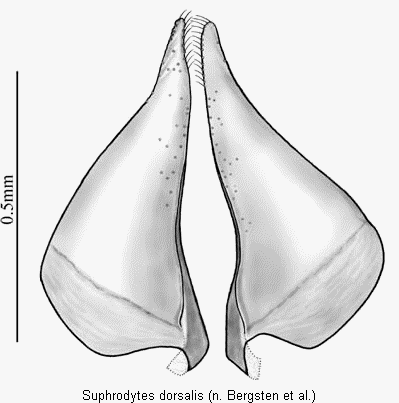 suphrodytes_dorsalis_pm.gif