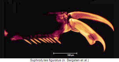 suphrodytes_figuratus_kl.jpg