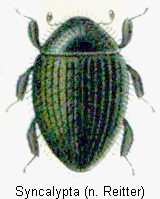 syncalypta_rtt.gif