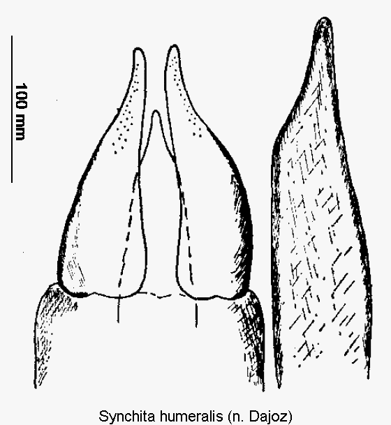 synchita_humeralis1.gif