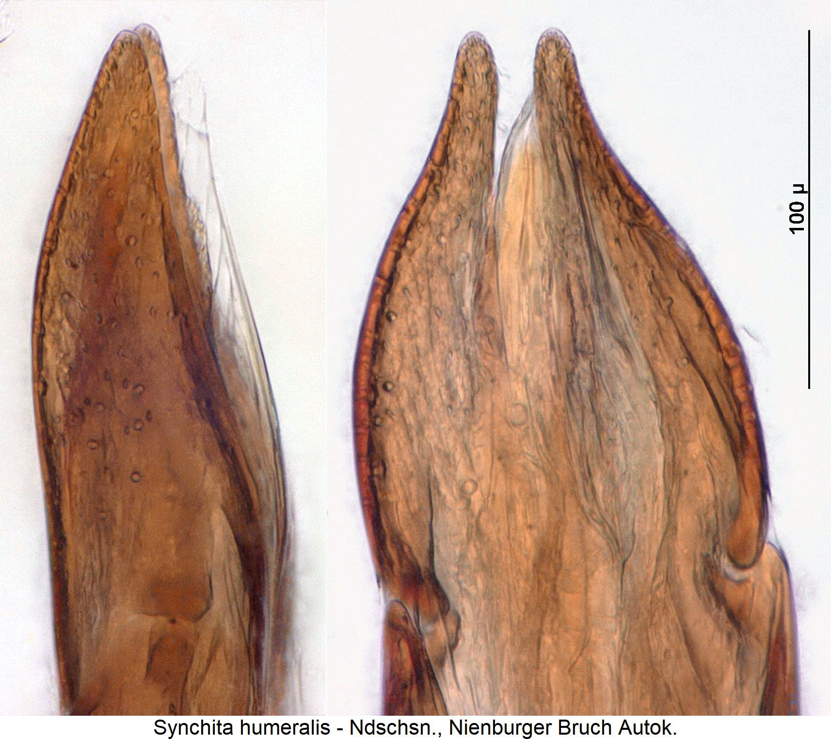 synchita_humeralis1.jpg