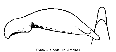 syntomus_bedeli.gif
