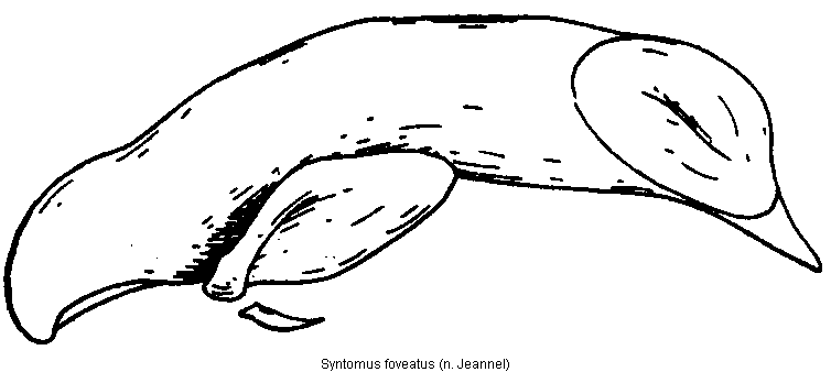 syntomus_foveatus.gif