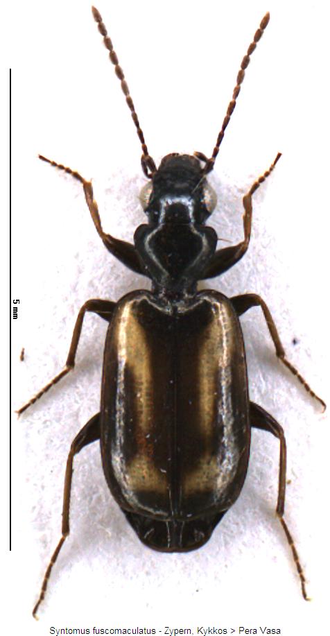 syntomus_fuscomaculatus_hab.jpg