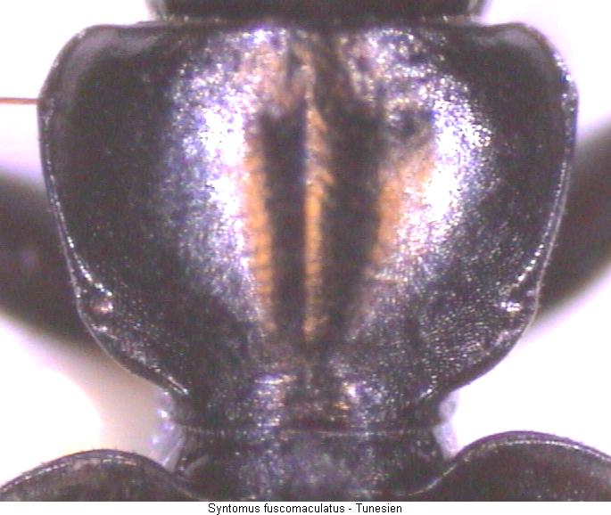 syntomus_fuscomaculatus_hsch_tn.jpg