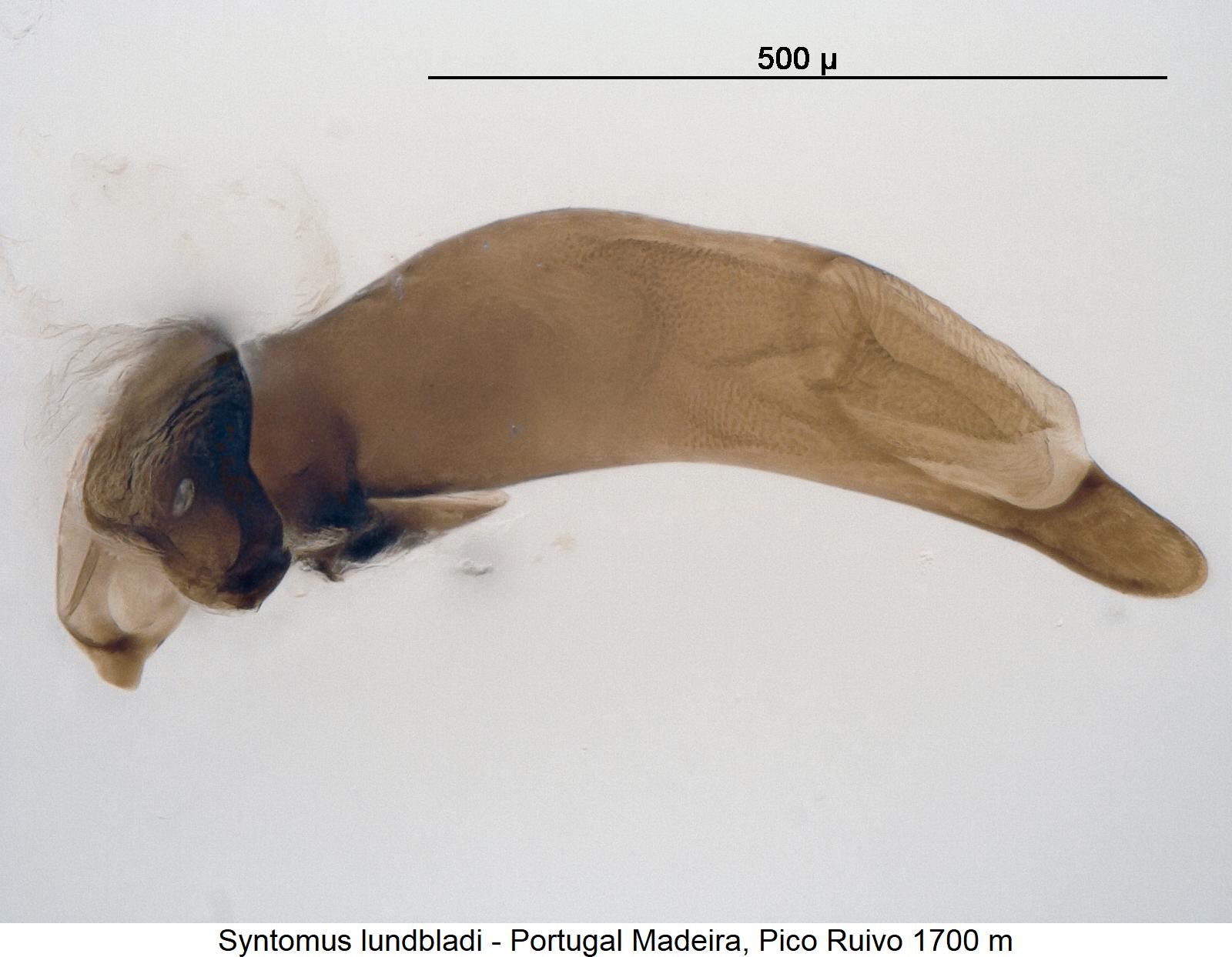 syntomus_lundbladi.jpg