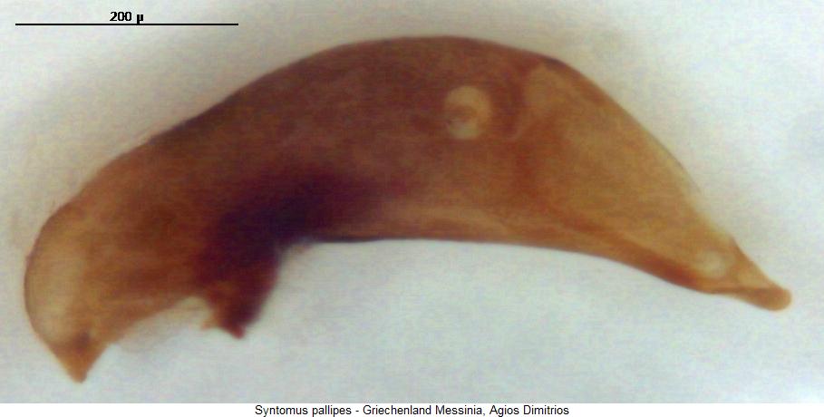 syntomus_pallipes3.jpg